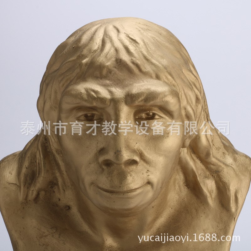 北京猿人头像北京人头部模型 教学L仪器历史模型史地仪器