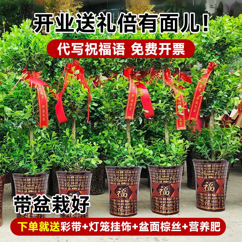 金钱榕大盆栽室内客m厅大型绿植摇钱树发财树四季常青落地榕树植