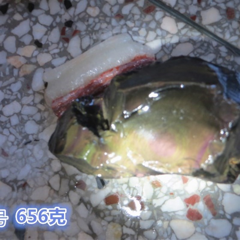 天然彩虹眼黑曜石原石D毛料雕刻料风水摆件
