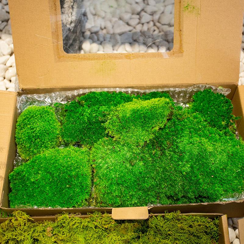 仿真青苔人造草坪室内盆景造景石长草假苔藓植物墙背景装饰微景观