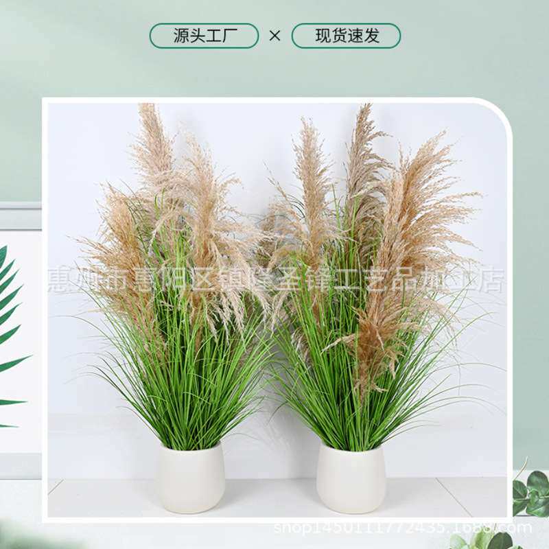 天然芦苇洋葱草盆栽真芦苇盆栽装饰商场酒店场景布置装饰摆件