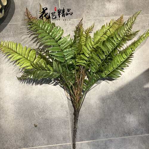 蕨类植物地被波斯草羊齿蕨肾蕨排草波斯顿草狼牙蕨田园芒黑骨芒草