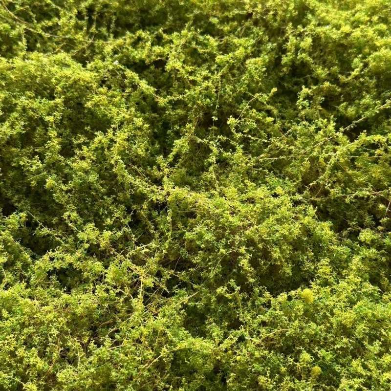 仿真青苔草皮人工草坪塑料假苔藓植物墙面装饰绿植墙橱窗造景创意