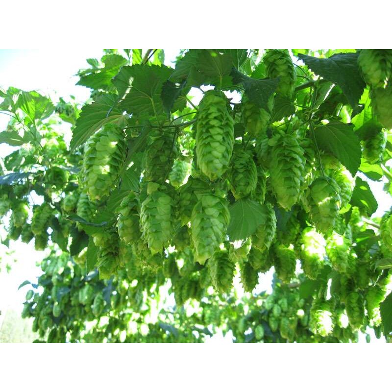 捷克萨兹啤酒花 颗粒 啤酒精酿原料 香酒花 酿造艾尔 拉格帝伯仕