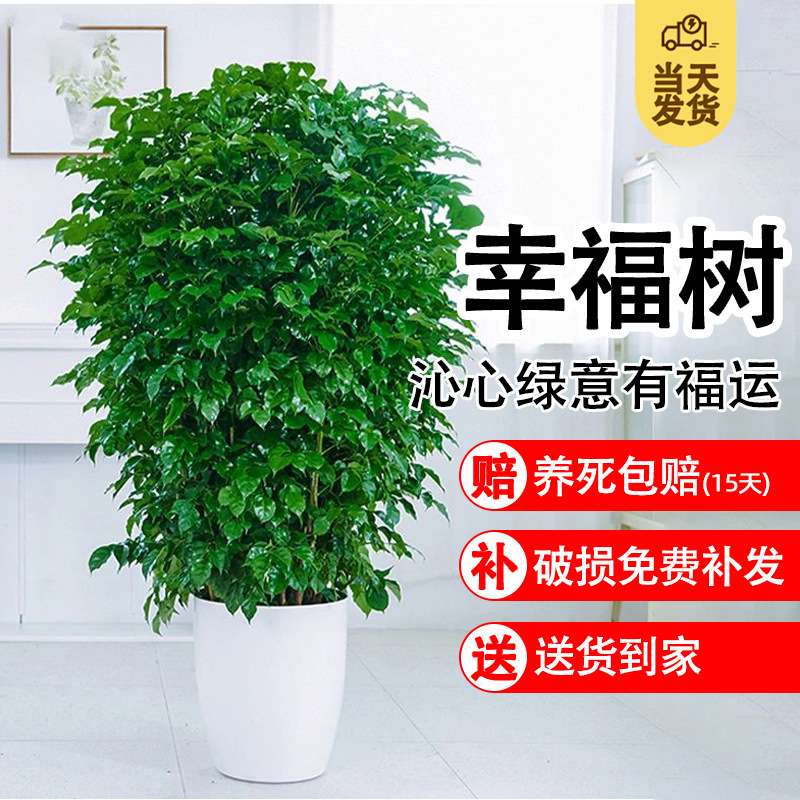 幸福树客厅大盆栽室内好养花卉盆景绿植办公室吸甲醛四季常青植物