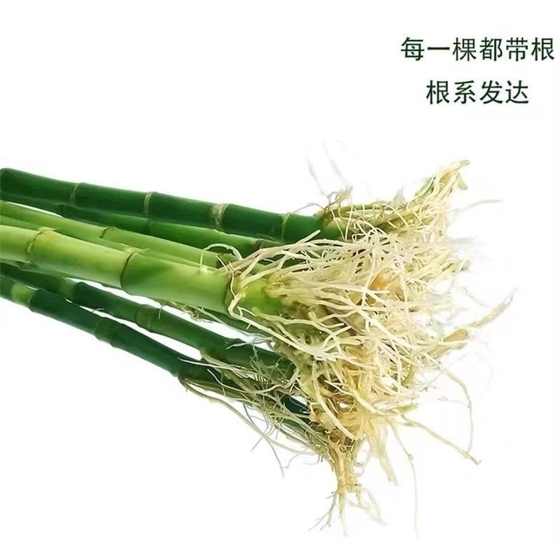 带根富贵竹花水养客厅水培土养富贵竹粗竹绿植竹净化空气好养