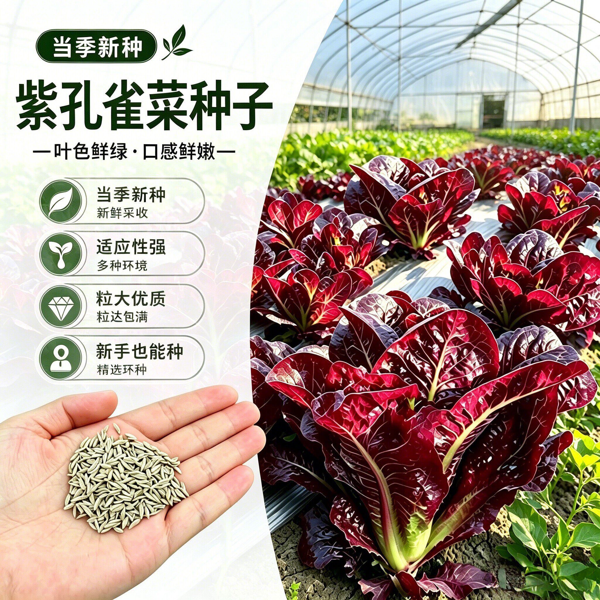 【s】紫色孔雀菜种子盆栽地栽阳台小院种植wy