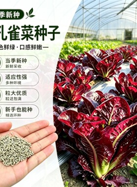 【s】紫色孔雀菜种子盆栽地栽阳台小院种植wy