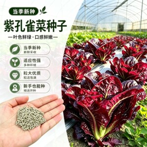 【s】紫色孔雀菜种子盆栽地栽阳台小院种植wy