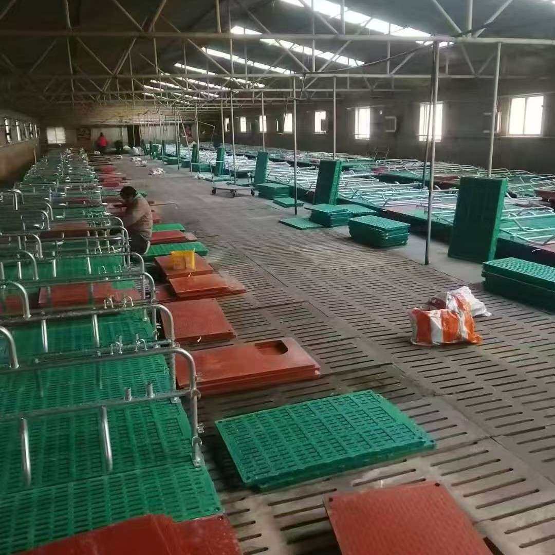 厂家现货母猪复合产床猪用产保两用双体产床母猪分娩栏全复合 仔