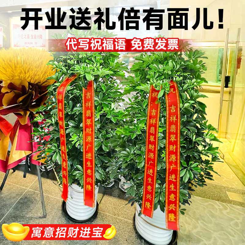 八方来财鸭脚木客厅大型盆栽招财室内吸甲醛绿植发财树七叶莲植物