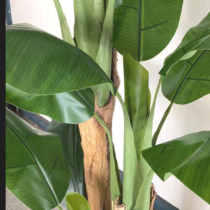 绿植大型芭蕉树落地盆景工程植物造景香蕉树室内假树仿真绿植