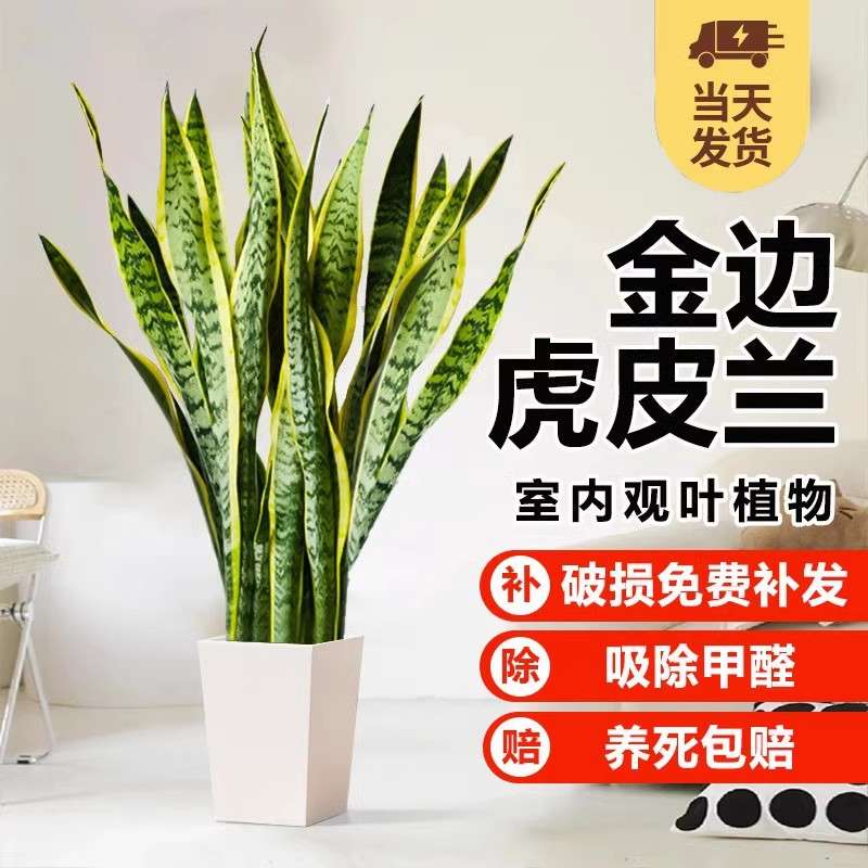 金边虎皮兰绿植盆栽室内大型花卉客厅吸甲醛多肉植物好养活虎尾兰