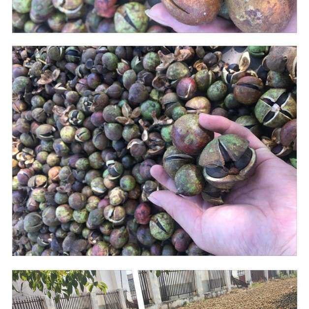 赣南山茶油山茶籽油山茶花浓郁金黄 压榨绿茶籽1L起护肤按摩保养