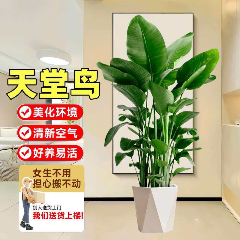 天堂鸟盆栽室内客厅大型绿植办公室大叶植物花卉鹤望兰去甲醛新房