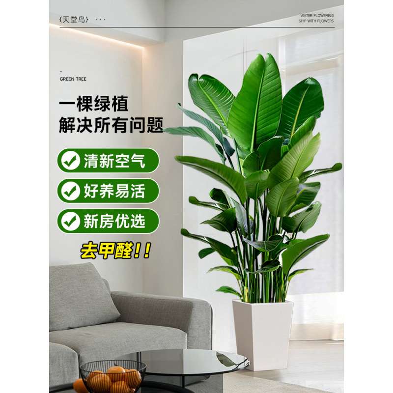 天堂鸟盆栽客厅大型绿植物办公室内落地鹤望兰四季常青好养去甲醛