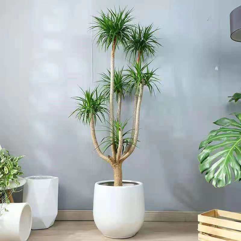 大型绿植龙须树多头龙血树龙铁树室内客厅盆栽花卉植物办公室盆景