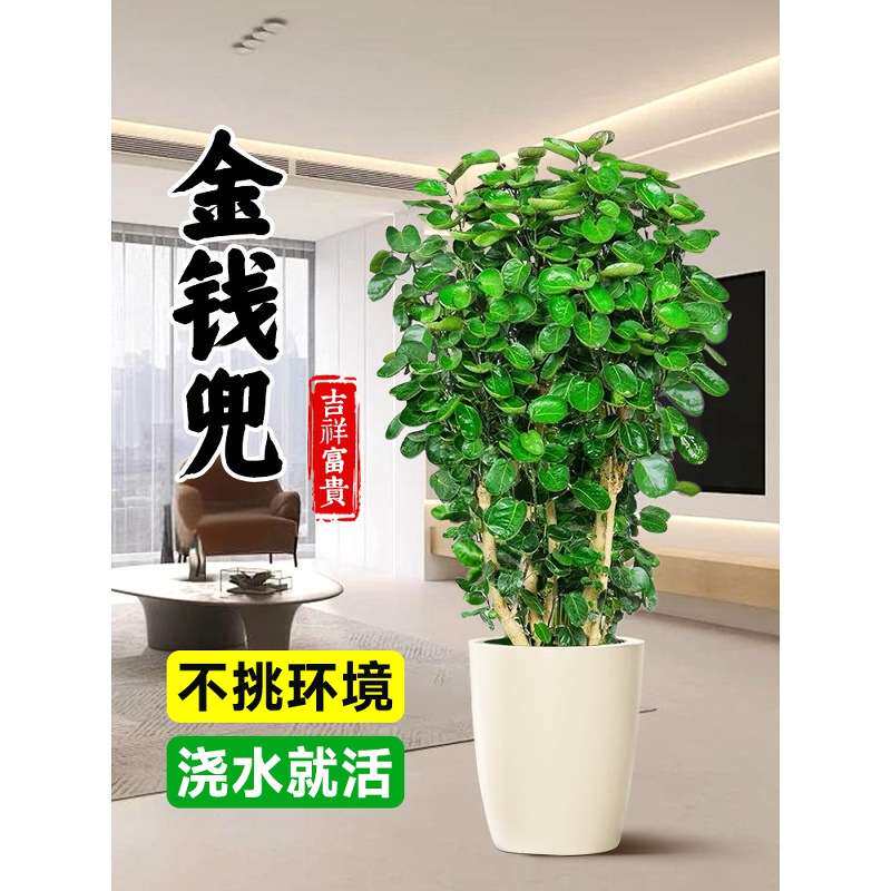 金钱兜发财树大型绿植客厅室内盆栽金钱树圆叶福禄桐落地植物真花