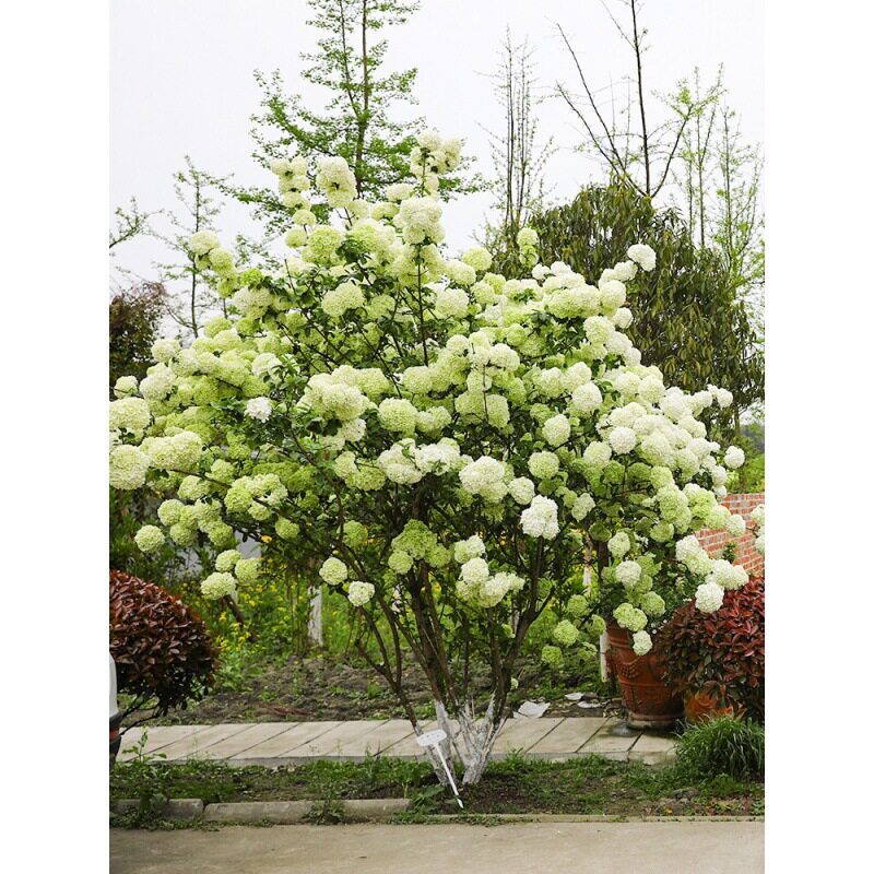 中华木绣球斗球庭院大型灌木花卉盆栽母本苗琼花树苗