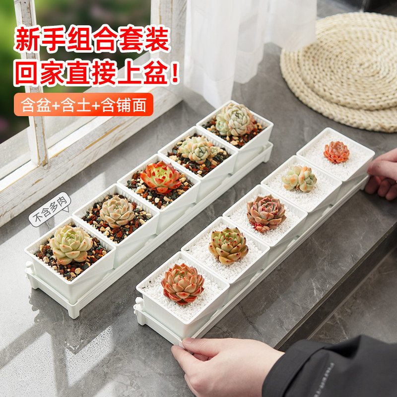 美莳多肉花盆新手套餐组合长条形塑料透气控根带托盘含土套装包邮