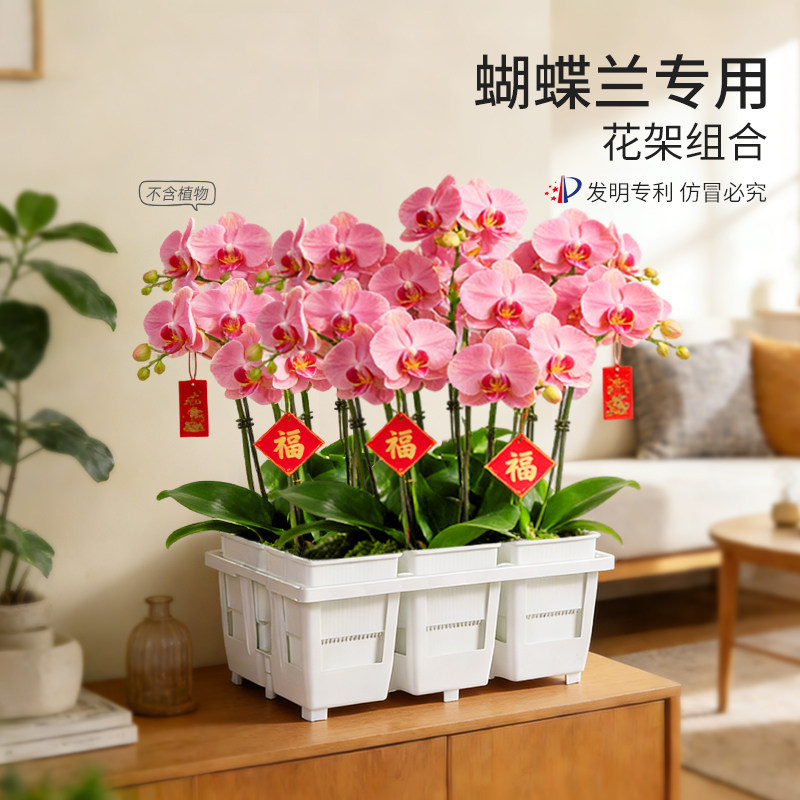 美莳蝴蝶兰专用花盆方形花架组合托盘托架透气水苔青山控根盆套盆图片