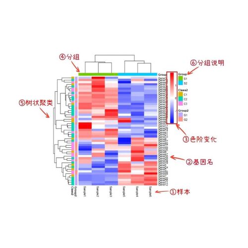 生信分析教学 单细胞空转 蛋白组 代谢组数据分析教学指导