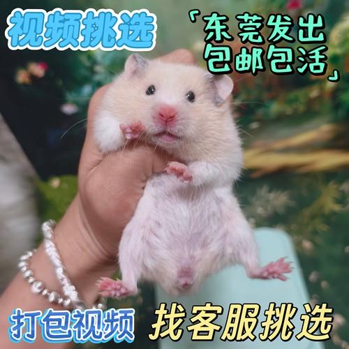 宿舍家养金丝长毛纯银熊米可爱仓鼠肉桂虎纹白熊宠物活物【藤盒】