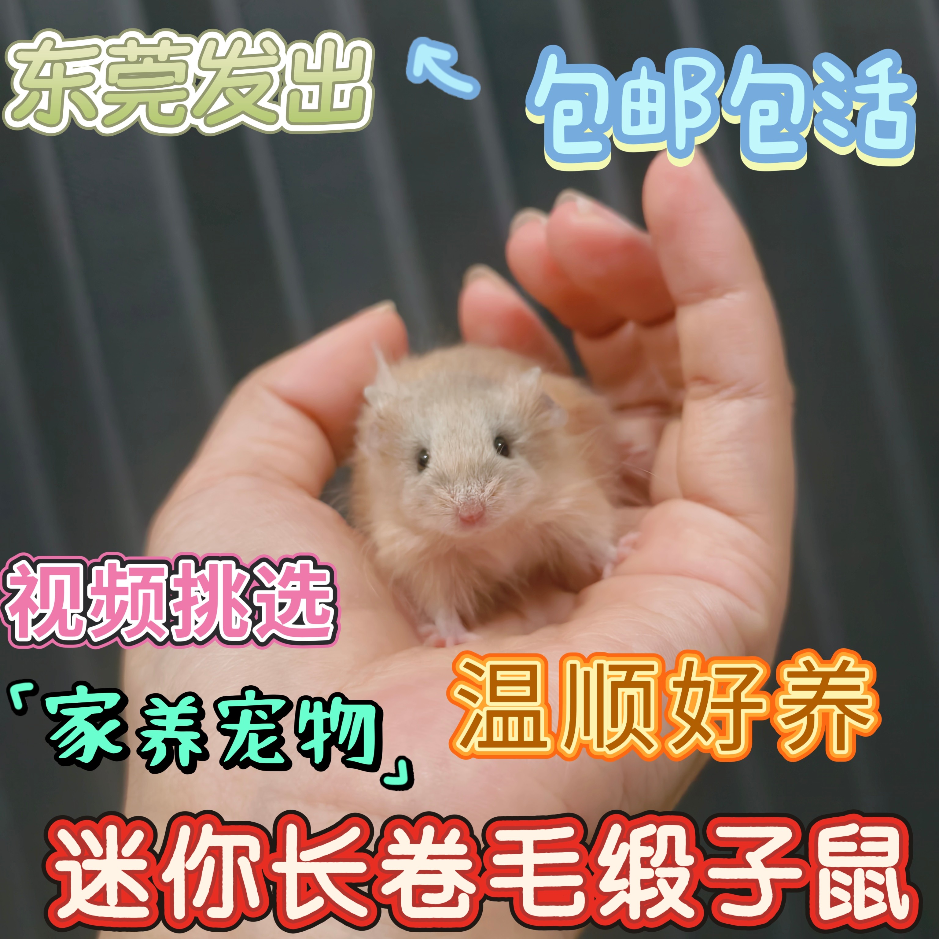 可爱学生版便宜小宠物缎子鼠家养仓鼠