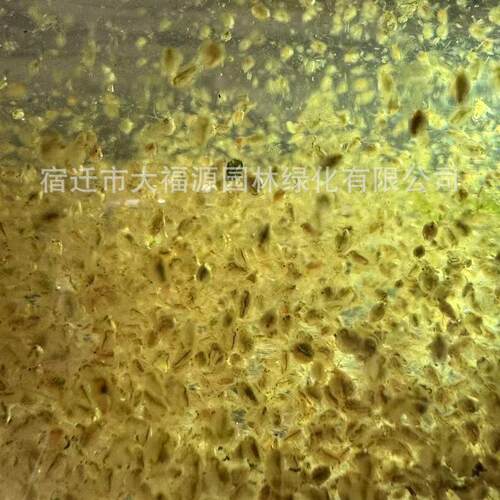 供应浮游动物大型溞食藻溞食藻虫净化水质枝角类浮游生物