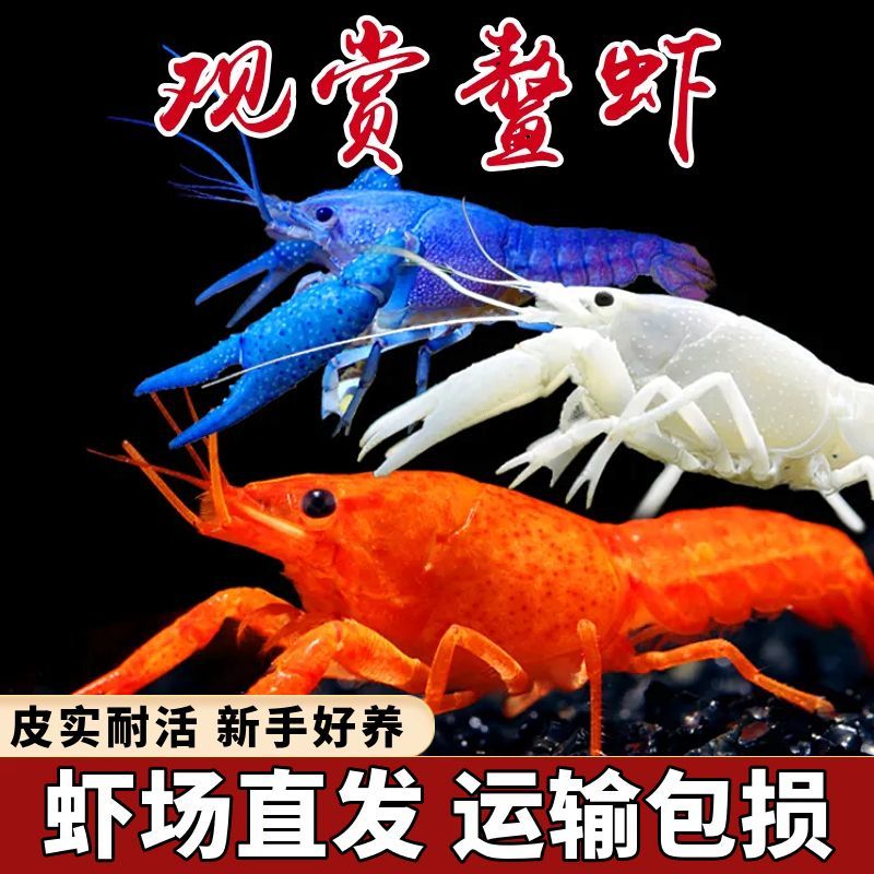 鳌虾观赏虾淡水冷水族耐活体宠物虾