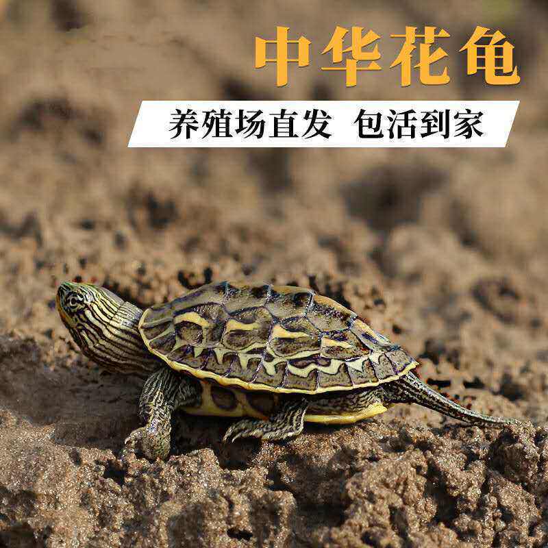 中华花龟苗珍珠龟网红小乌龟活物龟/鳖