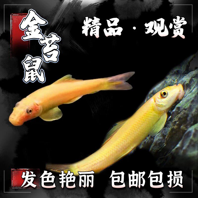 金苔鼠清道夫鱼除藻吃残渣清洁工