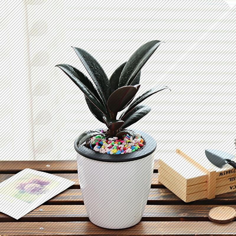 两盆包邮发财树盆栽室内可水养植物绿萝文竹虎皮兰栀子花树苗绿植