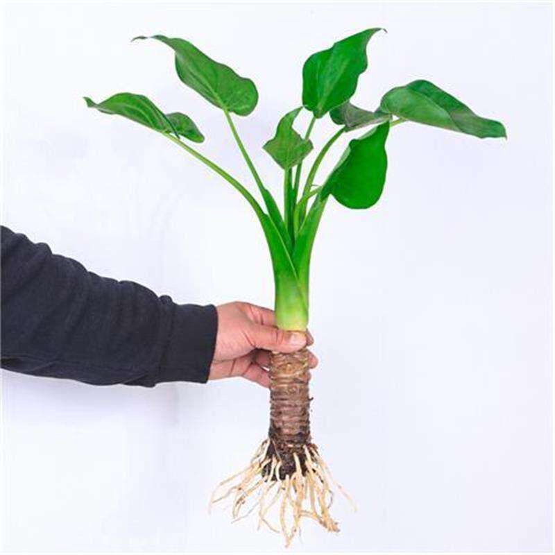 水大叶千观音盆小植室内桌手面盆景滴花水观培物音千佛手常栽绿叶