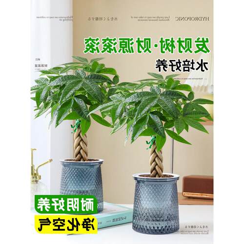 辫子发财树绿植小盆栽花卉客厅办公室内四季常青好养招财水培植物