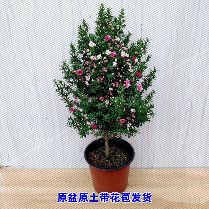 松红梅带花苞三色梅澳洲雪花梅室内高档花卉盆栽一树多色树苗