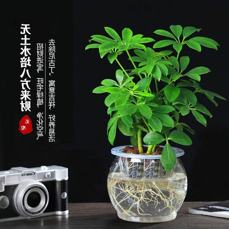七叶莲水培盆栽招财树植物八方来财鸭脚木室内绿植花卉发财树水养