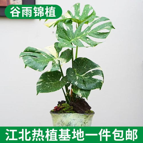 洒金锦化龟背竹室内耐阴好养