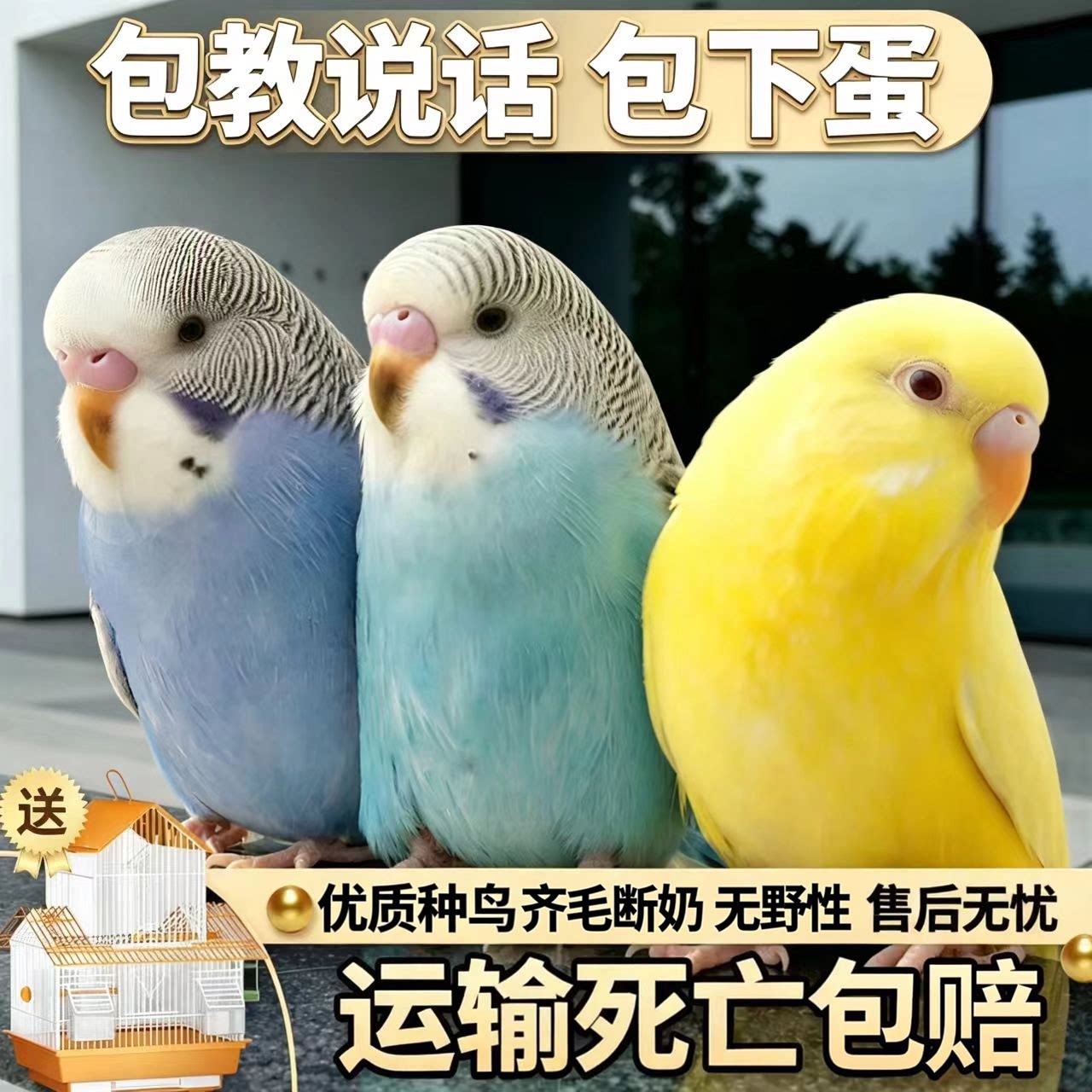 鹦鹉活鸟活物虎皮鹦鹉会学说话的鸟类宠物鸟云斑小型家养小鸟活体