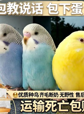 鹦鹉活鸟活物虎皮鹦鹉会学说话的鸟类宠物鸟云斑小型家养小鸟活体