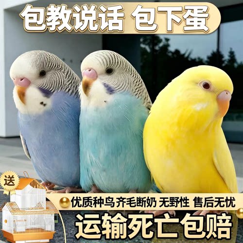 鹦鹉活鸟活物虎皮鹦鹉会学说话的鸟类宠物鸟云斑小型家养小鸟活体