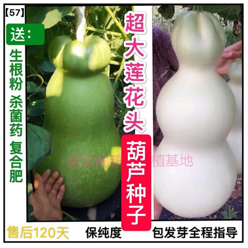 巨型特大超大莲花头葫芦种亚腰八宝三挺庭文玩小八宝鹤首酒瓢子籽