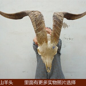 真山羊头 藏区真羊头骨 牦牛头骨工艺品 羊头装饰品 西藏羊头牛头