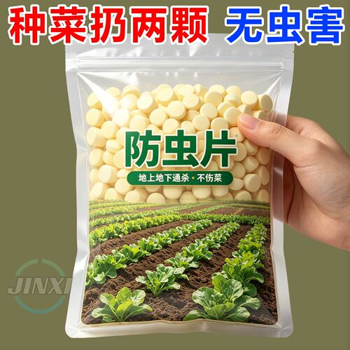 马白粉虱子盆栽果花卉植物育苗