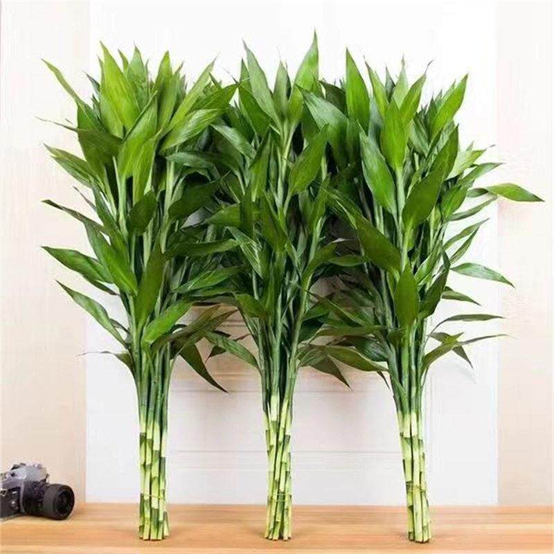 绿植富贵竹植物客厅花艺装饰盆栽室内四季常青水培水养竹子