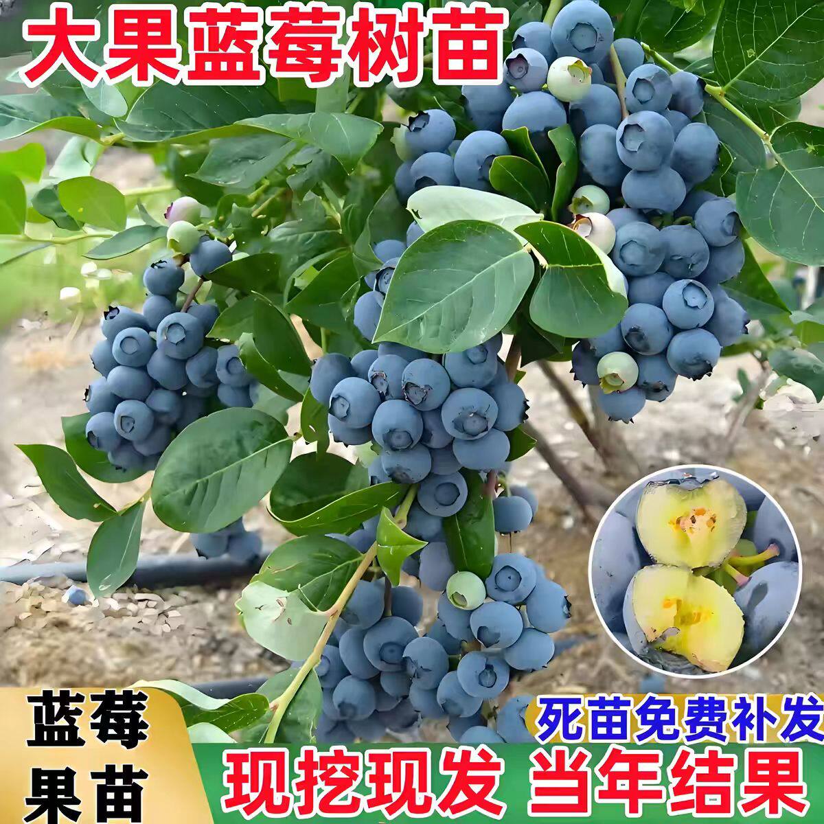蓝莓树果苗盆栽地栽四季当年结果图片