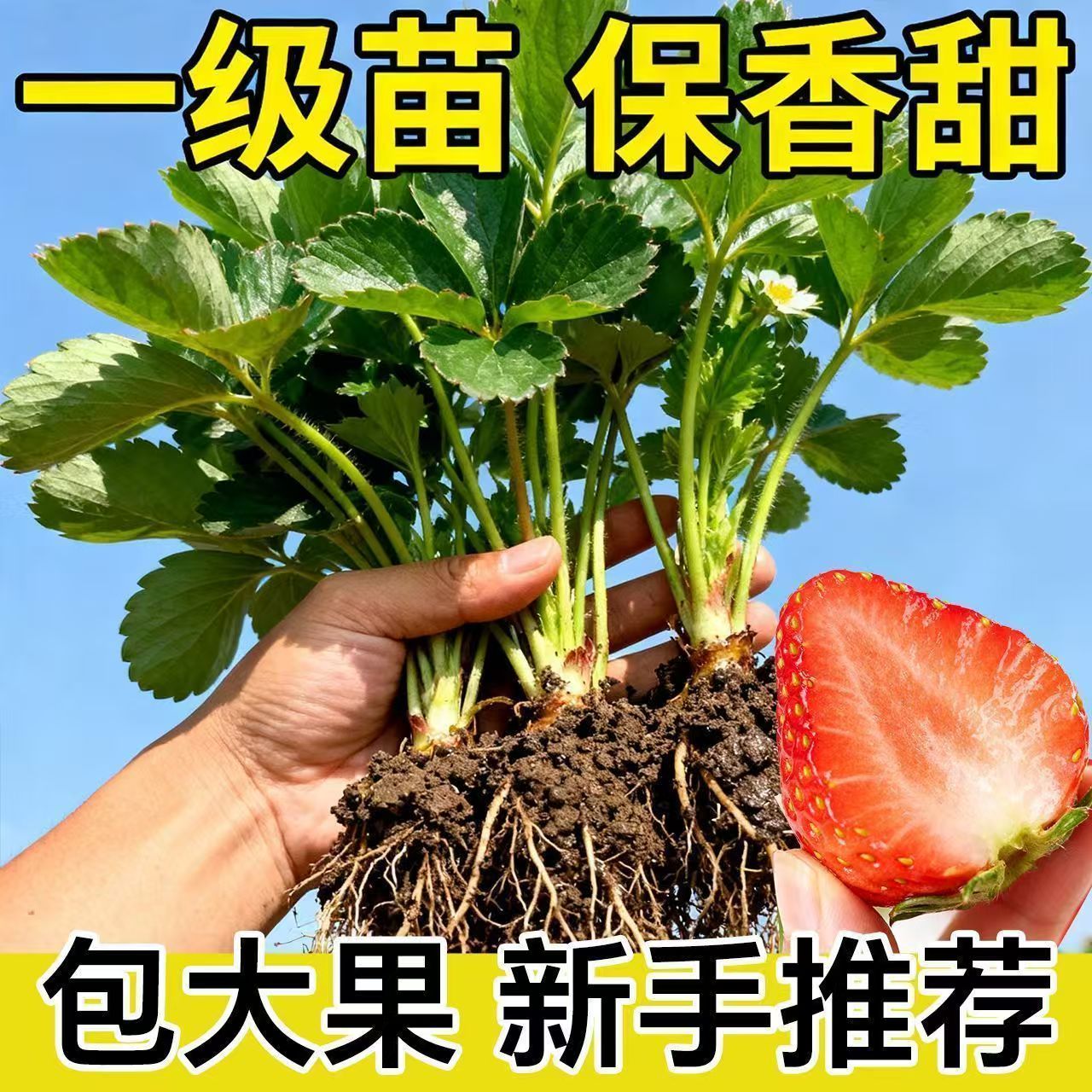 草莓苗秧四季结果盆栽地栽奶油特大号批发果树苗脱毒优质红颜隋珠