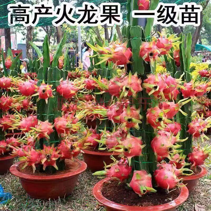 红心火龙果嫁接果苗盆栽南北方四季种植水果树苗阳台庭院当年结果
