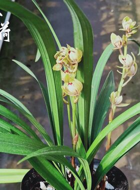 建兰老种金荷夏秋带花苞四季兰浓香喜阴室内花卉好养易活花苗绿植