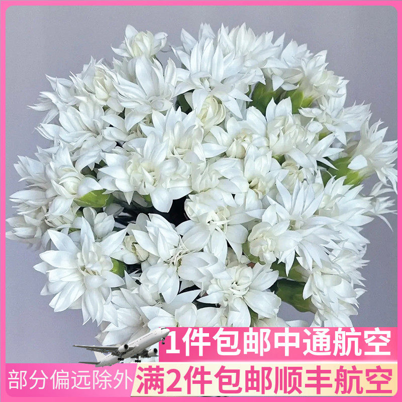 白星太子多头康乃馨云南斗南鲜花基地直发昆明花卉市场批鲜切花发